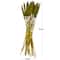 Dried Plant Bunny Tail Natural Foliage with Long Stems